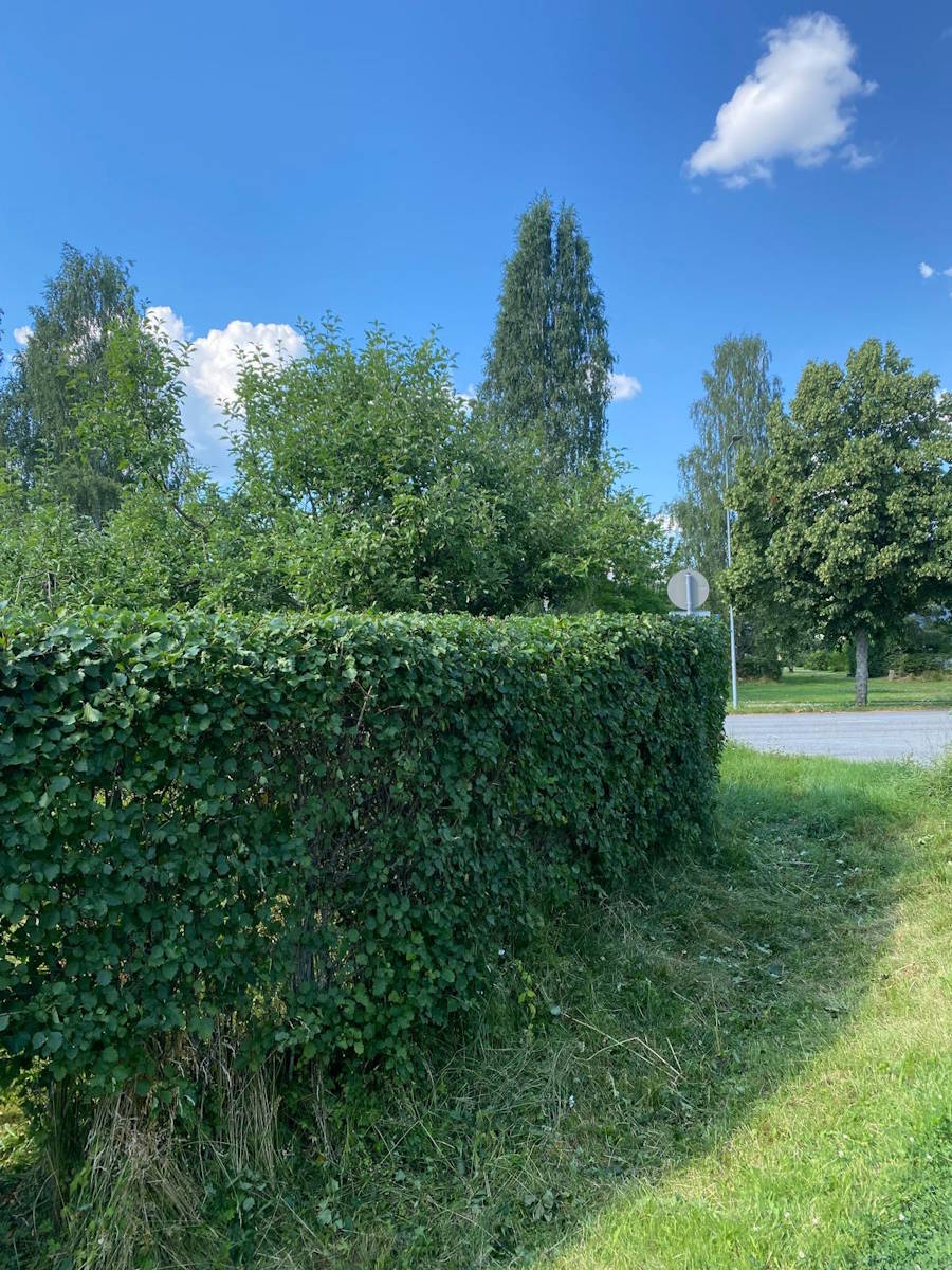 Pensas aidan leikkuu, sivujen kavennus sekä päälisen tasoitus